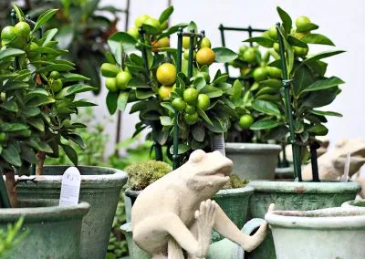 Kleine Zitrusbäume in Töpfen mit dekorativen Froschfiguren.