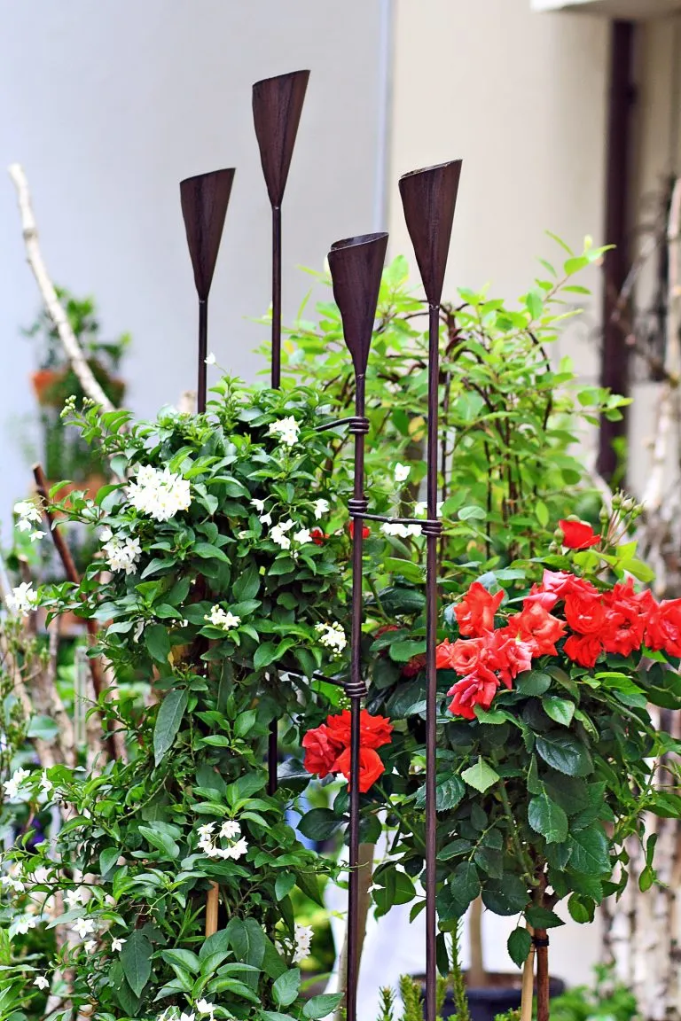Rankpflanze mit weißen Blüten neben roten Blumen