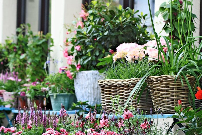 Gartenpflanzen in Körben und Töpfen