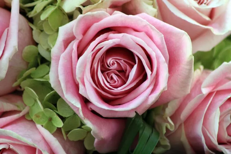 Rosa Rosen mit Hortensie in einem Strauß